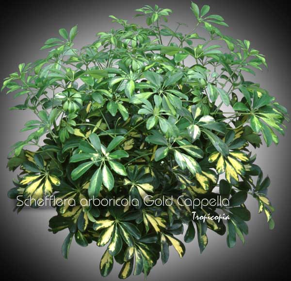 Schefflera - Schefflera arboricola 'Gold Cappela' - Hawaiian elf, Parasol plant